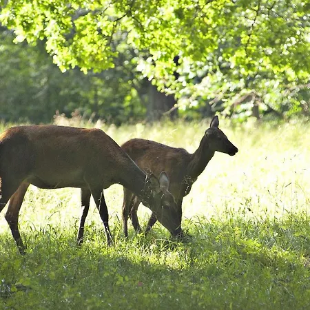 Hotel Kirsten Piil Bed & Breakfast Bed & Breakfast